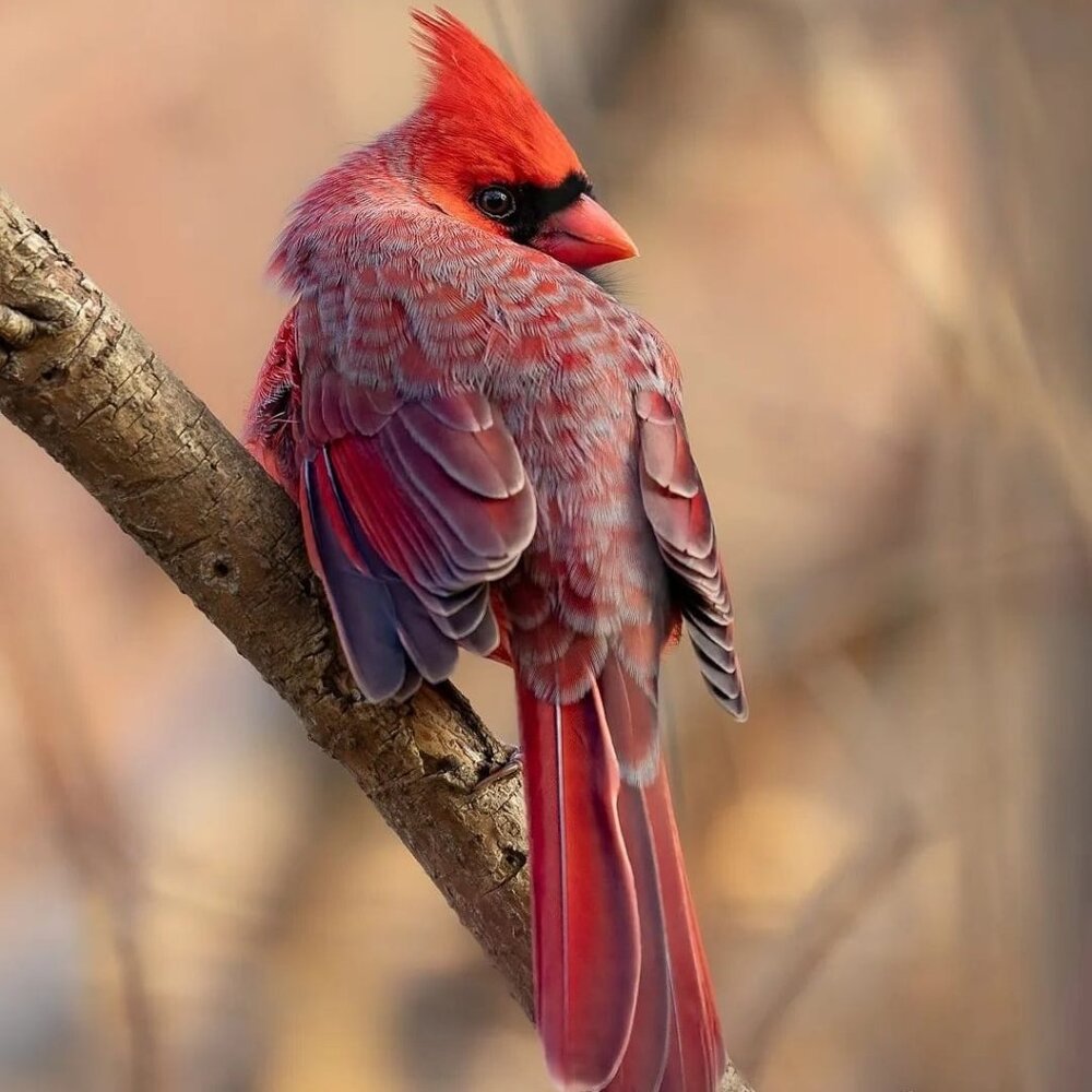 Its a Birdie Closet!!